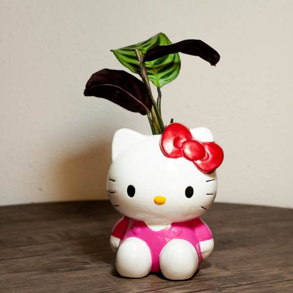 HELLO KITTY